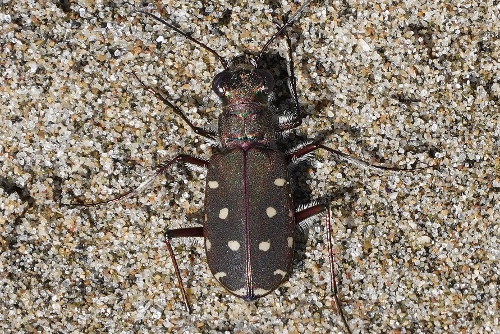 Cicindela da identificare: Calomera littoralis nemoralis